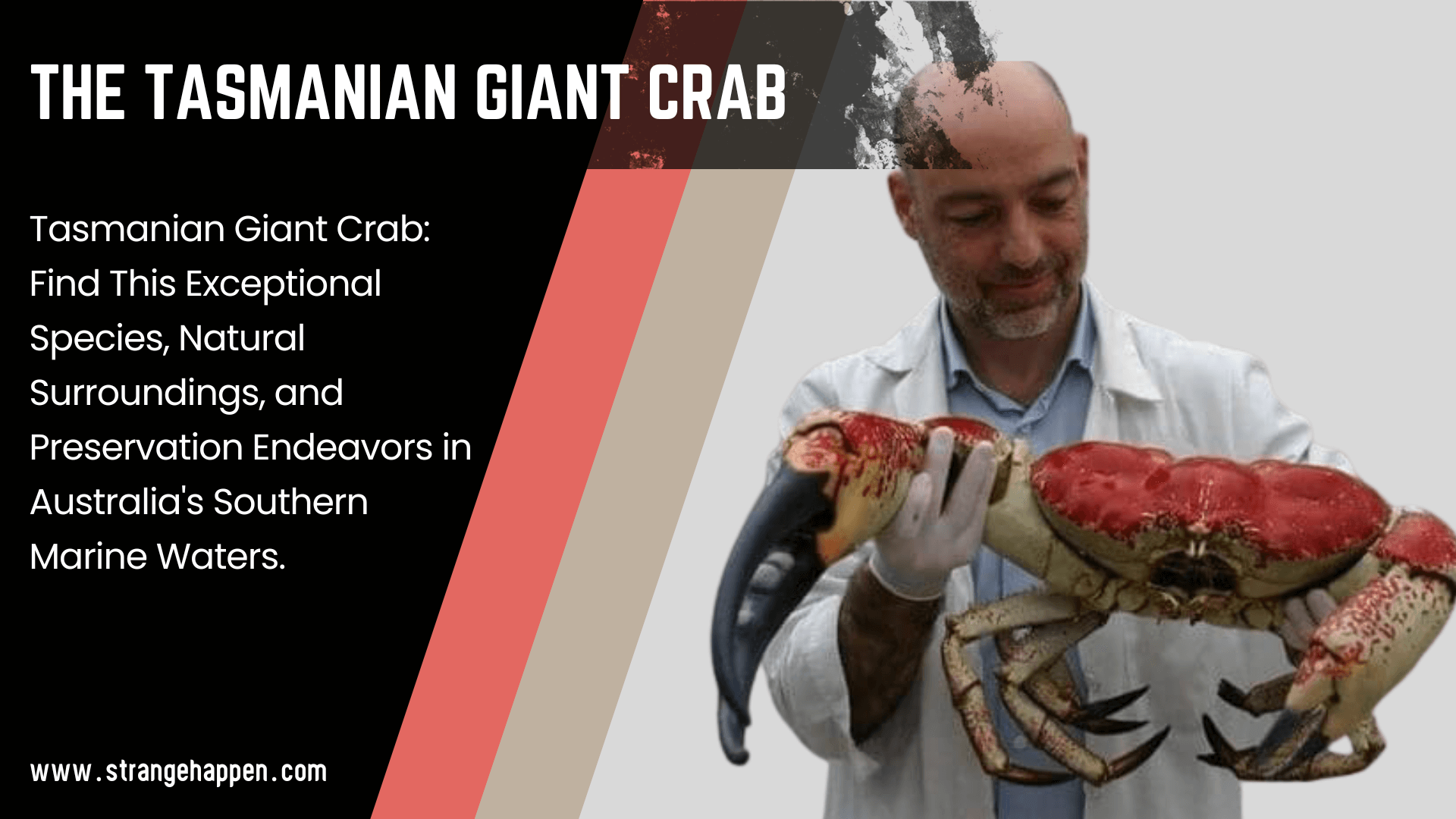 The Tasmanian Giant Crab Image