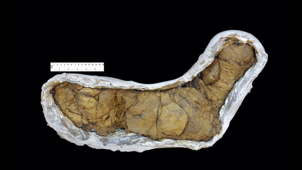 T. Rex Coprolite: Barnum Dinosaur Fossil Barnum T. rex coprolite dinosaur fossil