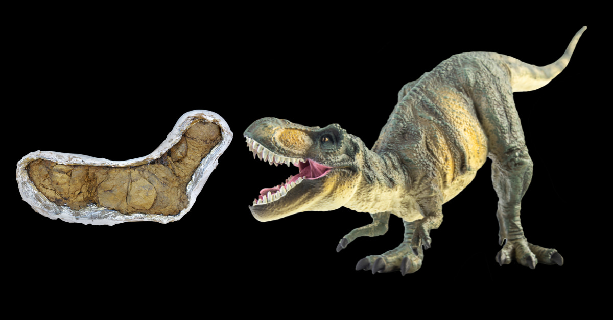 T. rex dinosaur coprolite Barnum fossilized poop