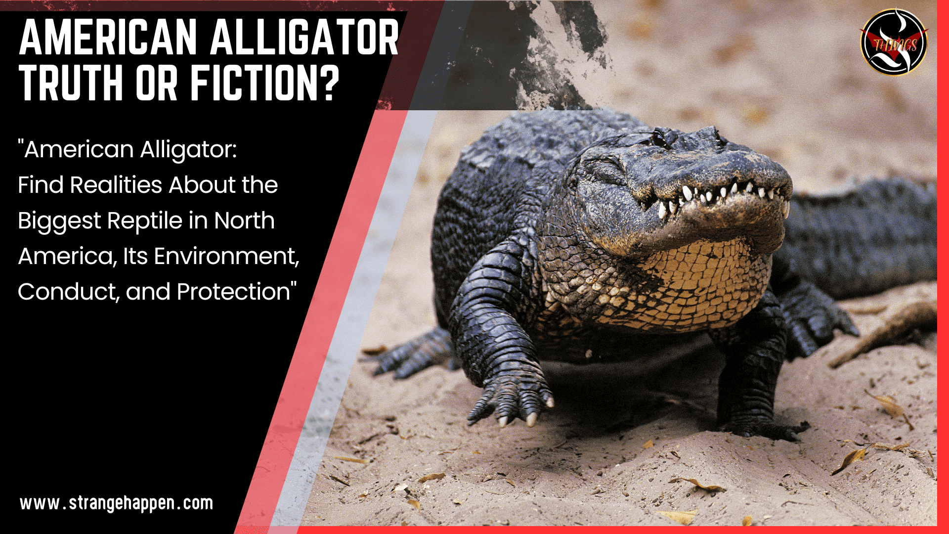 American Alligator Image