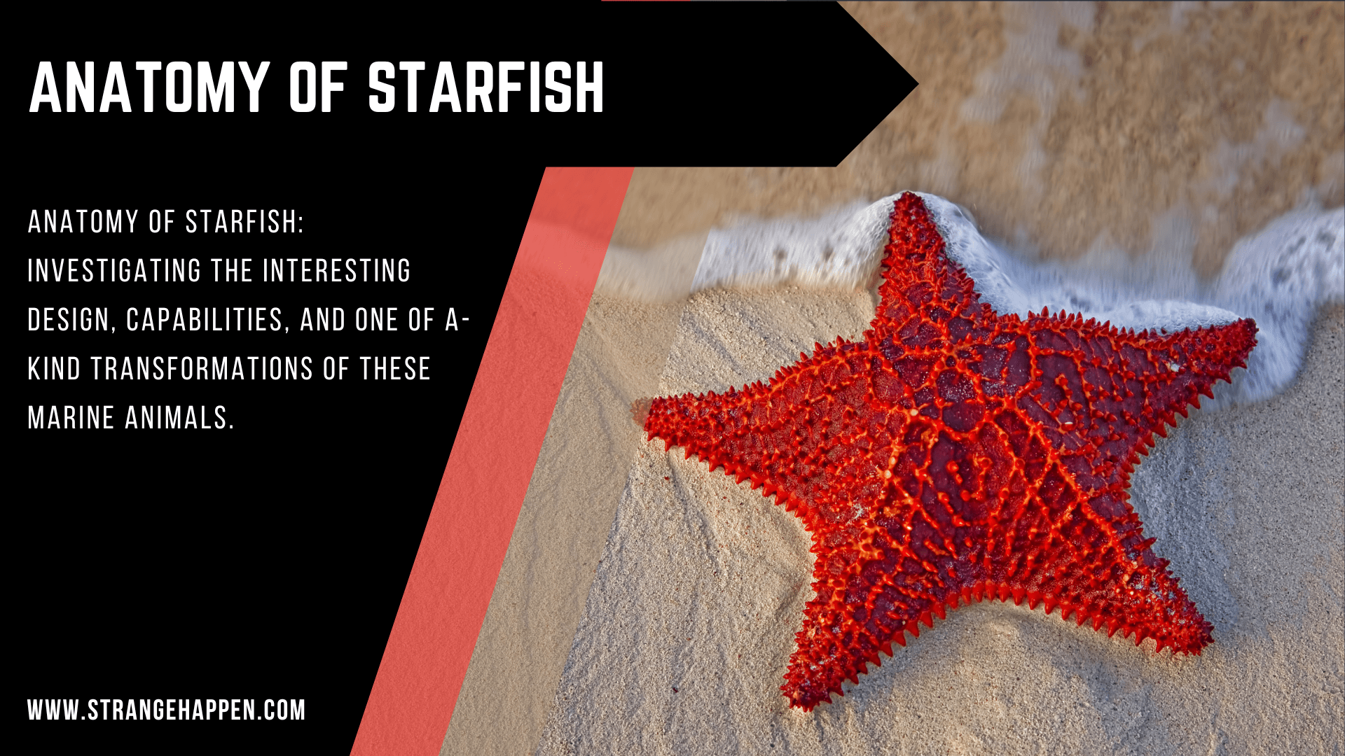 Anatomy of Starfish Image