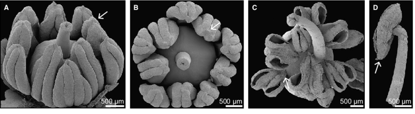 Clematoclethra-scandens-late-androecium-and-gynoecium-development-A-B-Mature