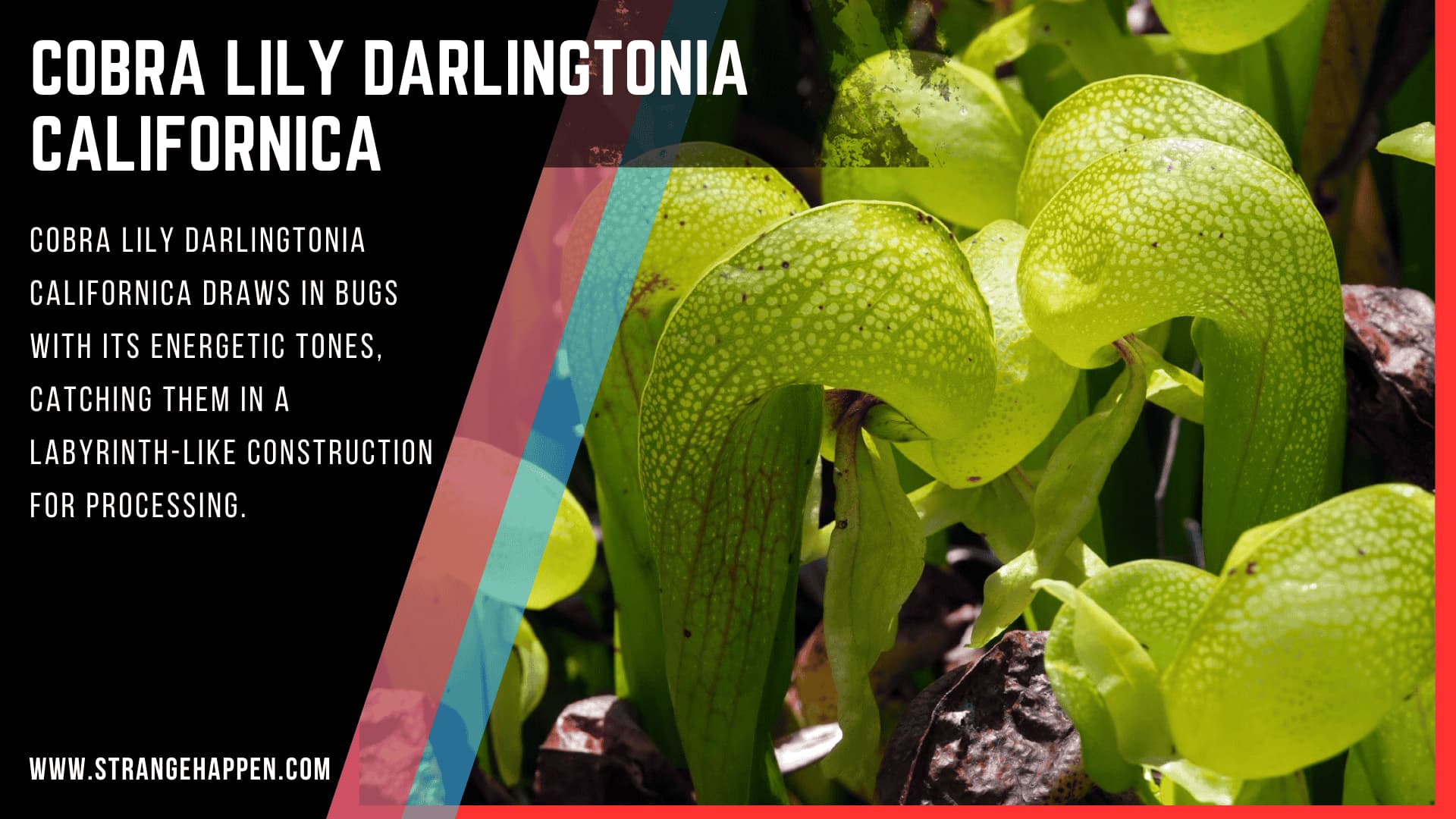 Cobra Lily Darlingtonia Californica image