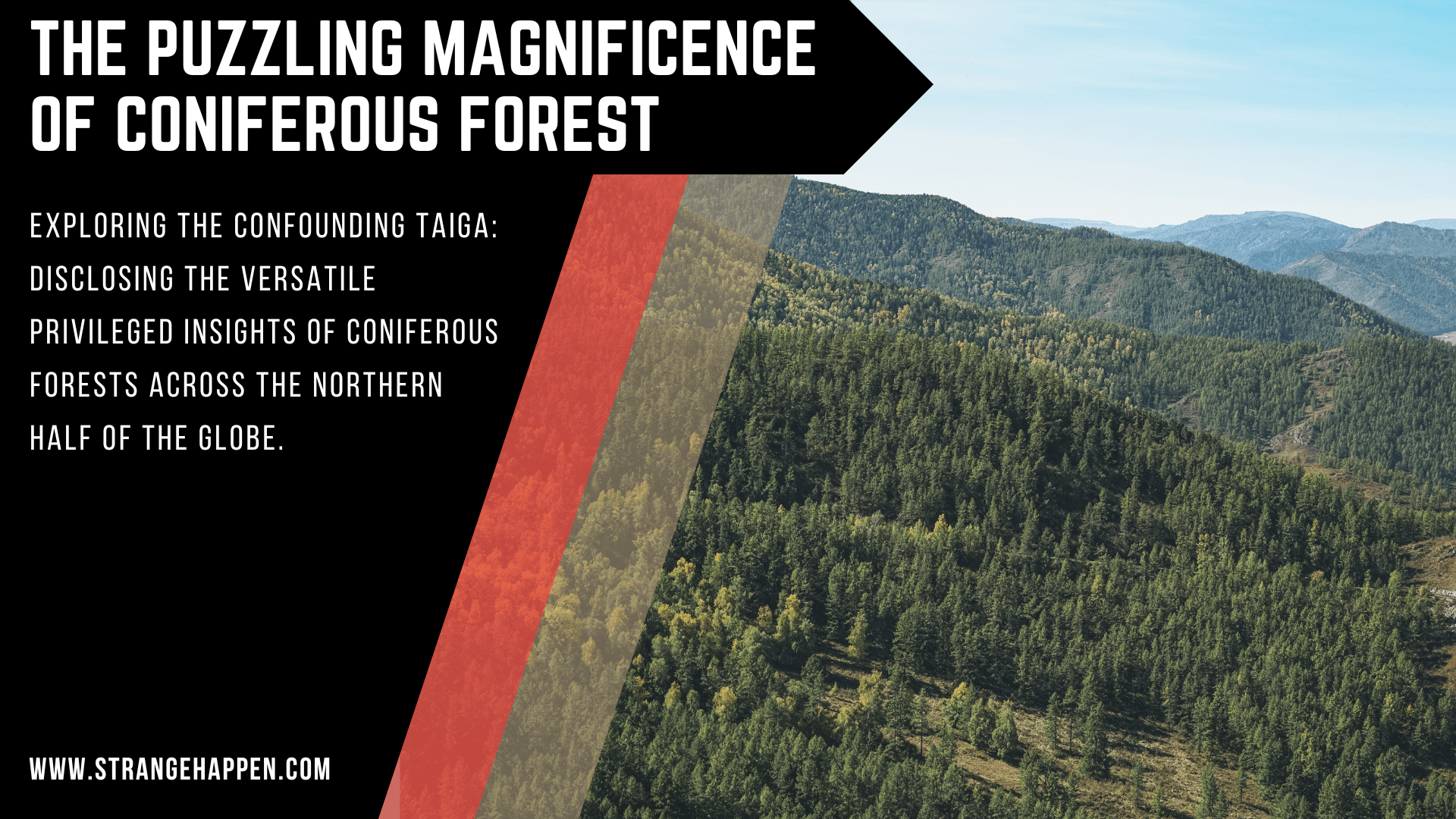 Coniferous Forests Image