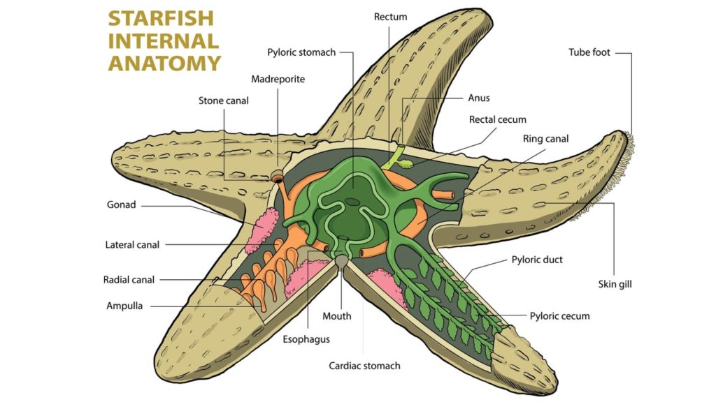 Anatomy of Starfish: Internal Anatomy and Major Body Parts Anatomy of starfish showing the stomach, gonads, radial canals, tube feet, mouth and water vascular system