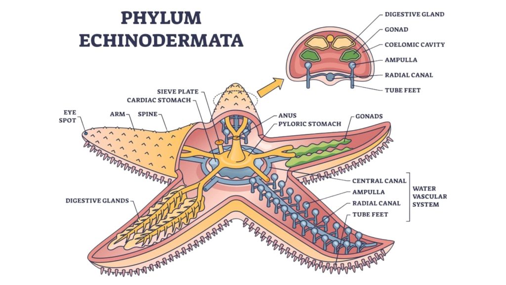 Anatomy of Starfish: Internal Body Parts and Water Vascular System Anatomy of starfish showing internal organs, tube feet, radial canals, gonads, digestive glands and water vascular system