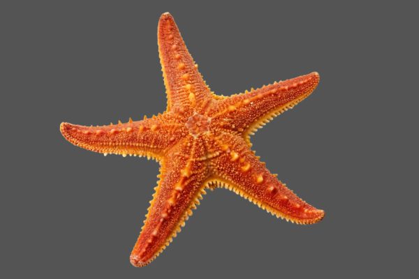 Anatomy of starfish showing five radiating arms, central disc, spines and radial body structure
