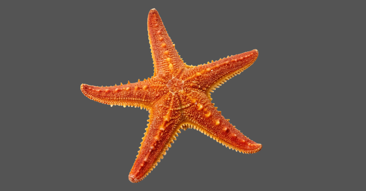 Anatomy of starfish showing five radiating arms, central disc, spines and radial body structure