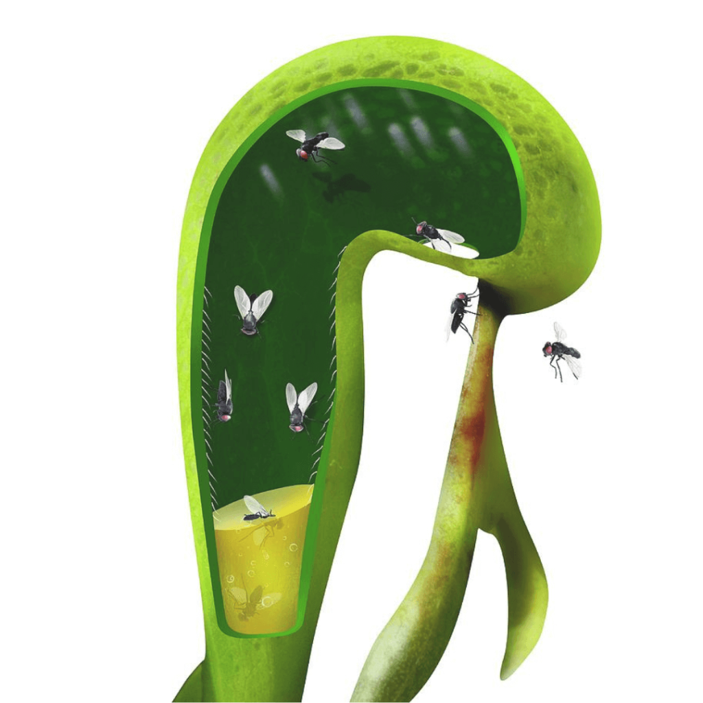 Cobra Lily Darlingtonia Californica Image