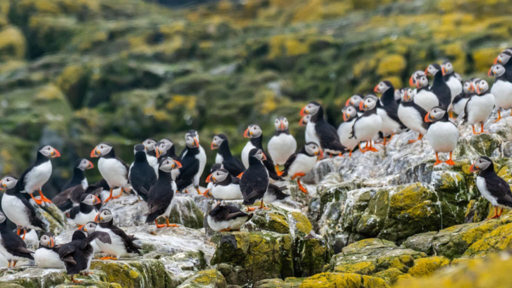 Atlantic Puffin Colony on the Cliffs of Heimaey Iceland Atlantic puffins gathered on rocky seaside cliffs in Heimaey Iceland during the summer nesting season