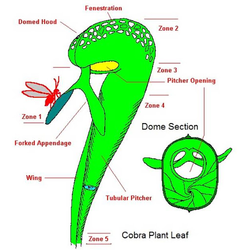 Darlingtonia californica autonomy image
