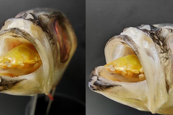 Cymothoa exigua tongue-eating louse attached inside a fish's mouth
