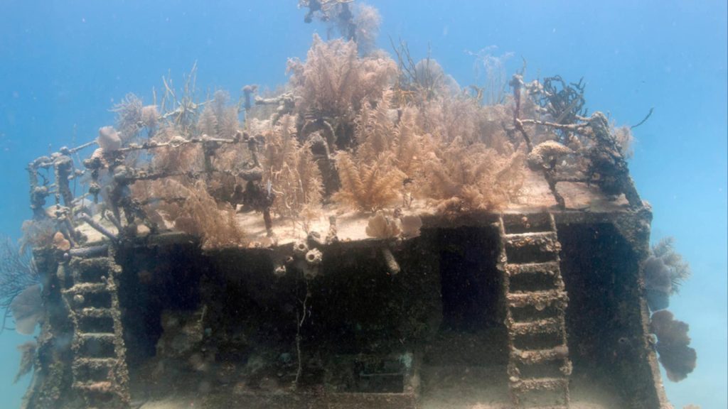 Marine Growth on an Artificial Reef at MUSA Marine life growing on an artificial reef structure at MUSA in Cancún, Mexico