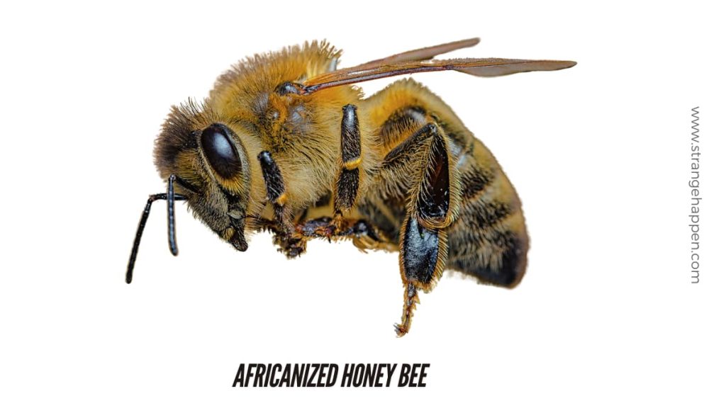 Close-up picture of an Africanized honey bee on a white foundation, showing its nitty gritty body and wings.
