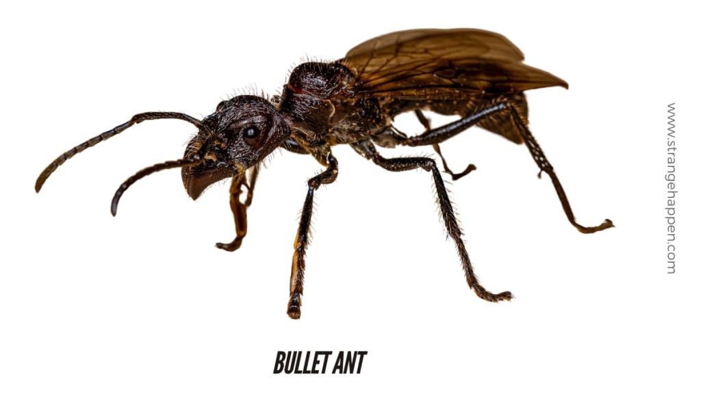 Close-up picture of abullet ant on a white foundation, featuring its enormous mandibles and dim, gleaming exoskeleton.