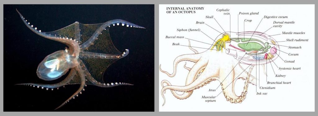 Glass Octopus Anatomy