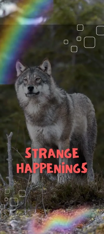 Wild gray wolf standing in forest with rainbow and Strange Happenings branding