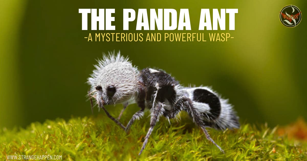 Close-up of a panda ant, a little wasp with a high contrast fur design, on a grassy surface.