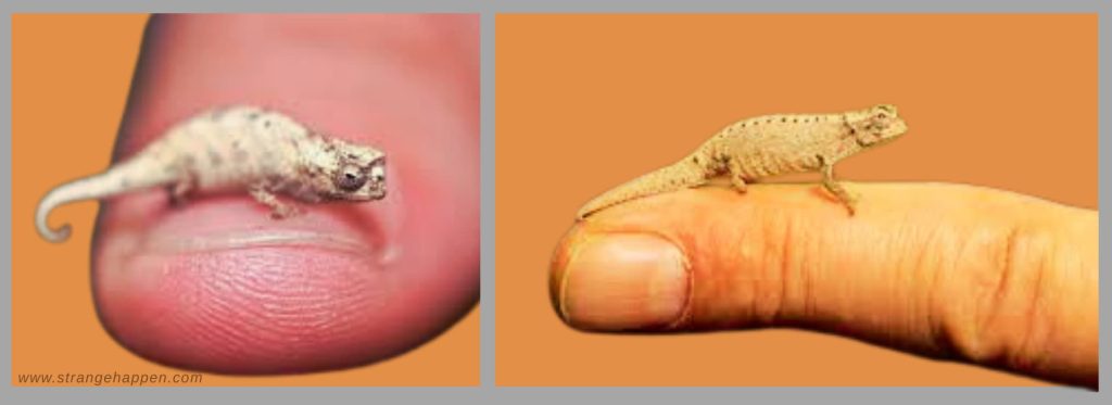 A Micro Chameleon roosted on a human finger, displaying its small size against a background of skin