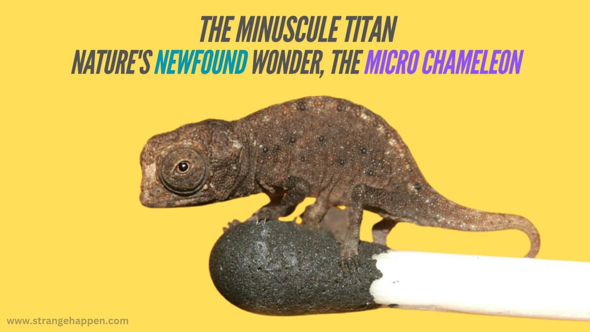 A Micro Chameleon roosted on a little matchstick, displaying its unbelievable size.