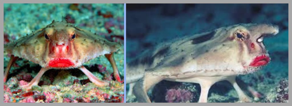 Front perspective on a red-lipped batfish featuring its particular red lips and inquisitive articulation.