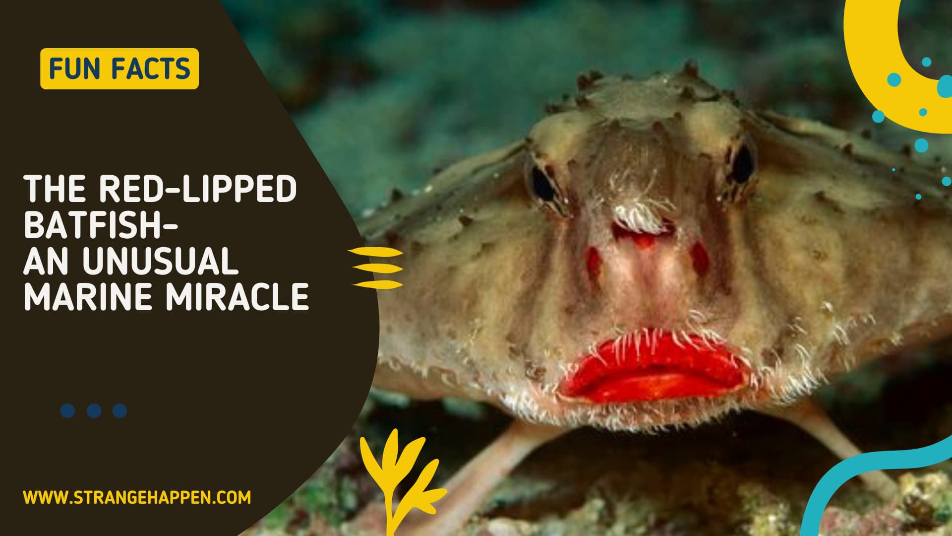 A dynamic red-lipped batfish swimming in its sea living space, exhibiting its surprising morphology and radiant red lips.