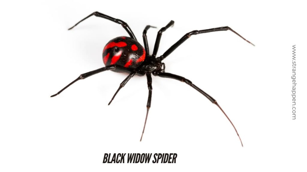 Close-up picture of a black widow spider against a white foundation, exhibiting its particular red hourglass stamping.