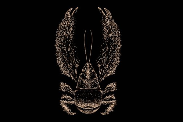 Line illustration of a yeti crab (Kiwa hirsuta), showing its long bristled claws and hairy legs adapted for deep-sea hydrothermal vents