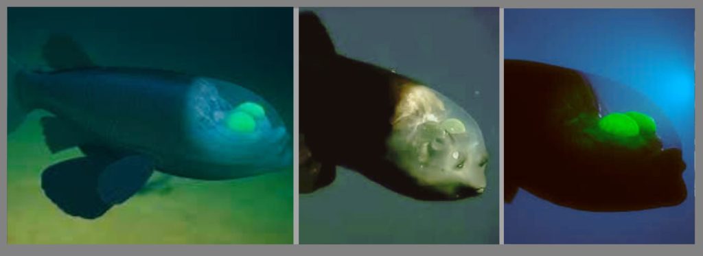 Three pictures of a barreleye fish from various points, featuring its straightforward head and round and hollow eyes.