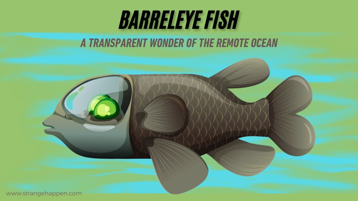 A Barreleye Fish swimming in clear sea water, exhibiting its straightforward head and dynamic green eyes.