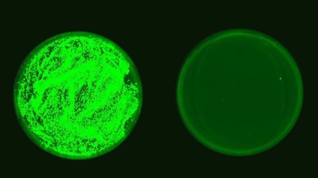 Kidney tissue from immunosuppressed mice with obtrusive candidiasis, showing Candida development (fluorescent green) altogether decreased by Kazachstania weizmannii openness