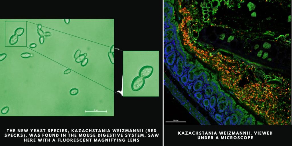 Kazachstania weizmannii yeast species (red specks) found in the mouse digestive system, viewed under a fluorescent magnifying lens and microscope.