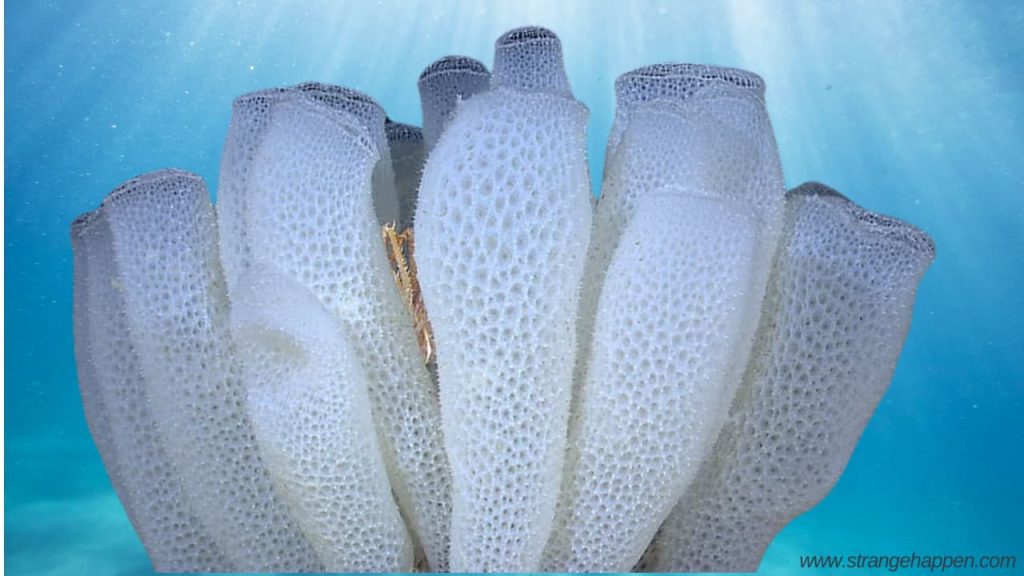 A Quiet Lowered Scene with Glass Sponges Among Dynamic Coral Reefs.