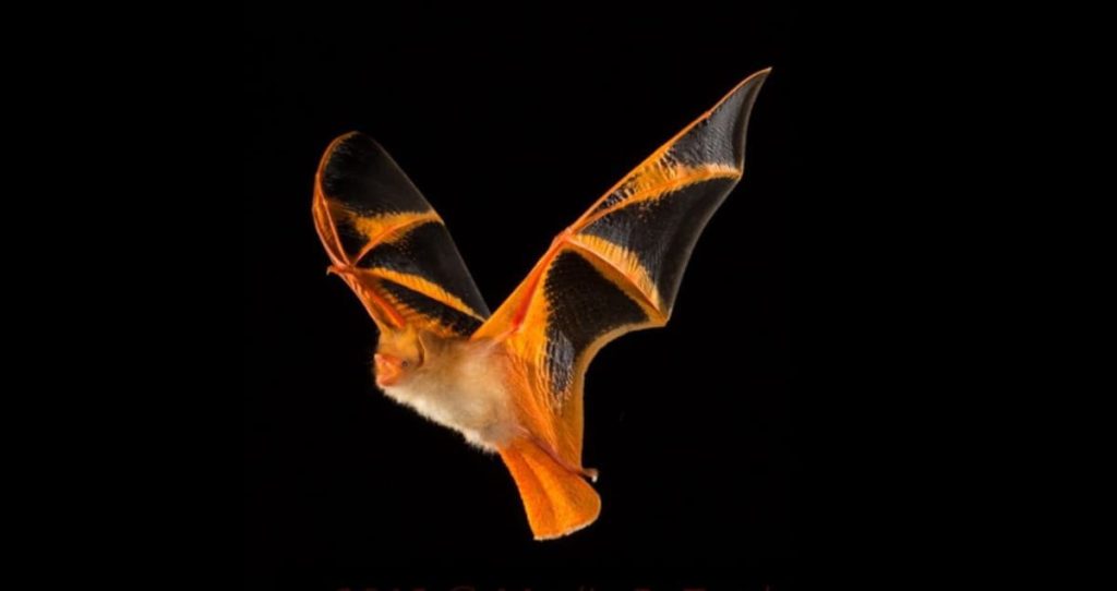 An itemized delineation of the Dazzling Orange Bat (Myotis nimbaensis), showing its dynamic orange fur and differentiating dark wings, set against a dark background.
