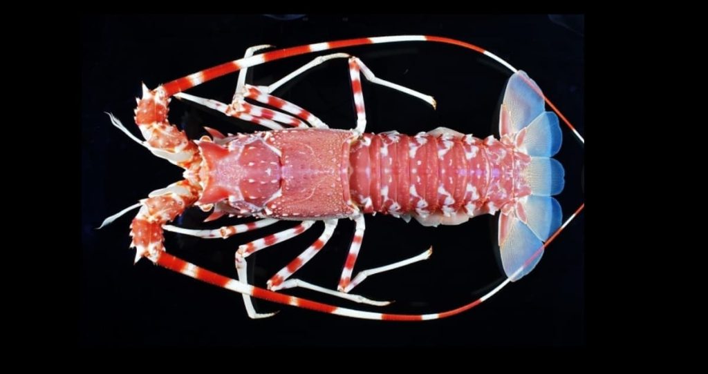 A representation of the Feathertail Lobster (Palinurus barbarae), showing its dynamic tones and long, fluffy radio wires against a dark foundation, underscoring its one of a kind and striking highlights.