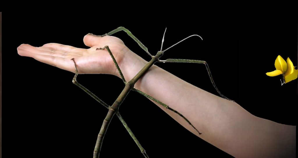 The Giant Stick Insect (Phryganistria heusii yentuensis) laying on a hand, displaying its exceptional length of up to 32 inches, with its twig-like appearance against a dark foundation.