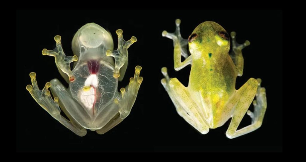 A point by point outline of the Glass Frog (Hyalinobatrachium yaku) showing both front and back sees, with its clear underside uncovering inward organs. The frog is portrayed with a gassy, ethereal appearance against a dark background.