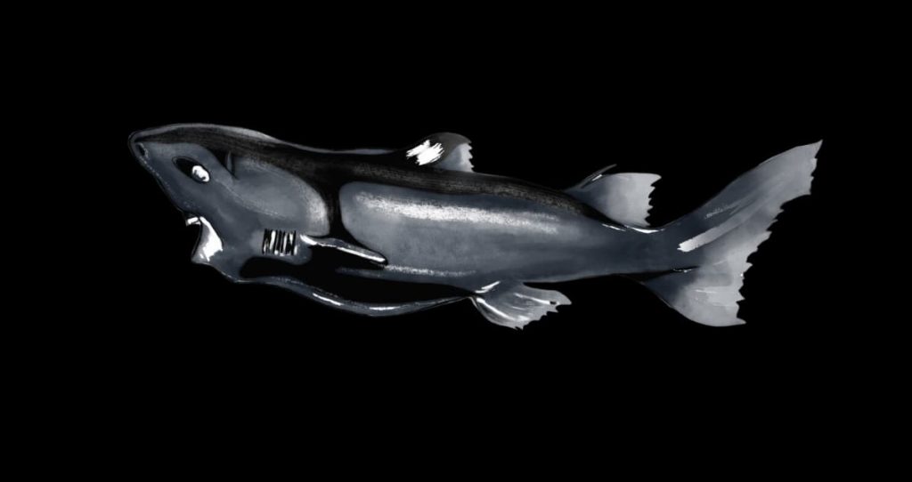 A delineation of the Ninja Lanternshark (Etmopterus benchleyi), displaying its remarkable blackish appearance and shining bioluminescent organs along its body, set against a dark background.
