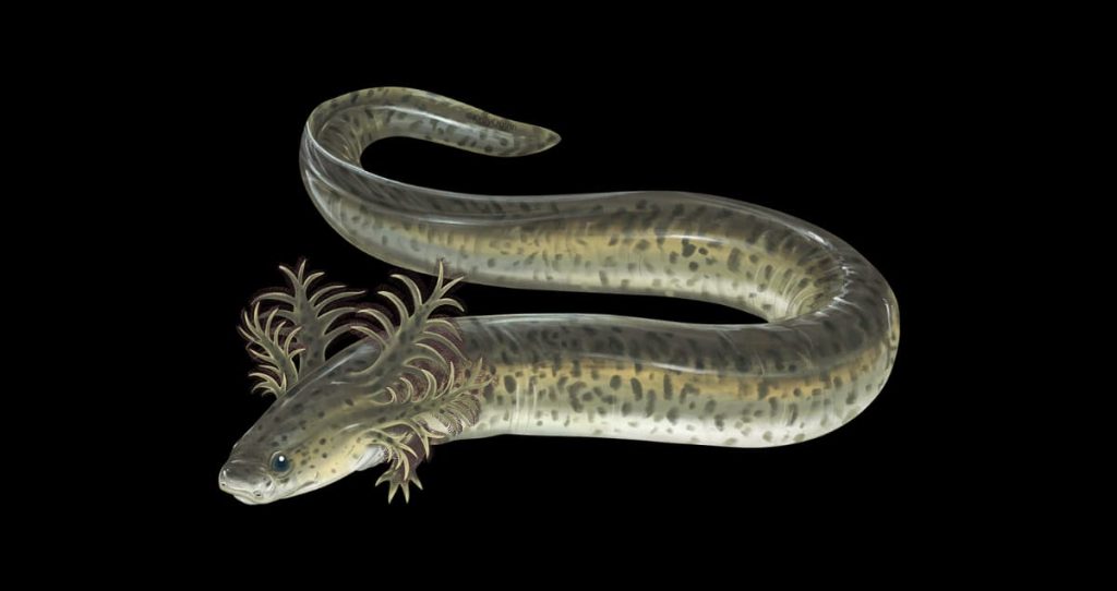 A point by point delineation of the Reticulated Siren (Siren reticulata) against a dark foundation, displaying its eel-like body, little forelimbs, and padded outer gills with a reticulated skin design.