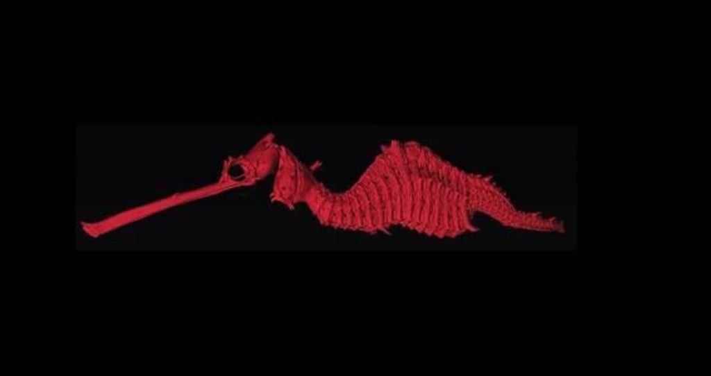 A close-up illustration of the Ruby Seadragon (Phyllopteryx dewysea), highlighting its vibrant ruby-red color and leaf-like appendages against a black background.