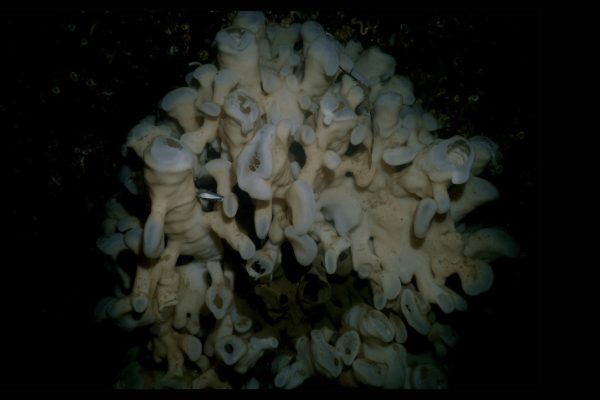 A deep-sea glass sponge reef growing on the ocean floor, showing white sponge colonies with tube-like structures in a dark marine environment.