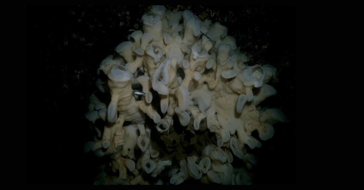 A deep-sea glass sponge reef growing on the ocean floor, showing white sponge colonies with tube-like structures in a dark marine environment.