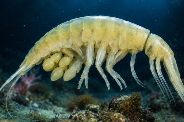 Dulcibella camanchaca, a pale predatory amphipod from the Atacama Trench