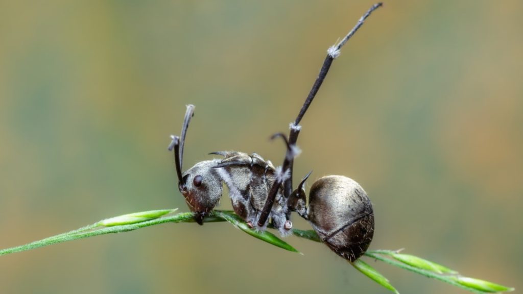 Polyrhachis Ant With Metallic Silvery-Grey Exoskeleton Macro close-up of a Polyrhachis ant with a metallic silvery-grey exoskeleton standing on a blade of grass