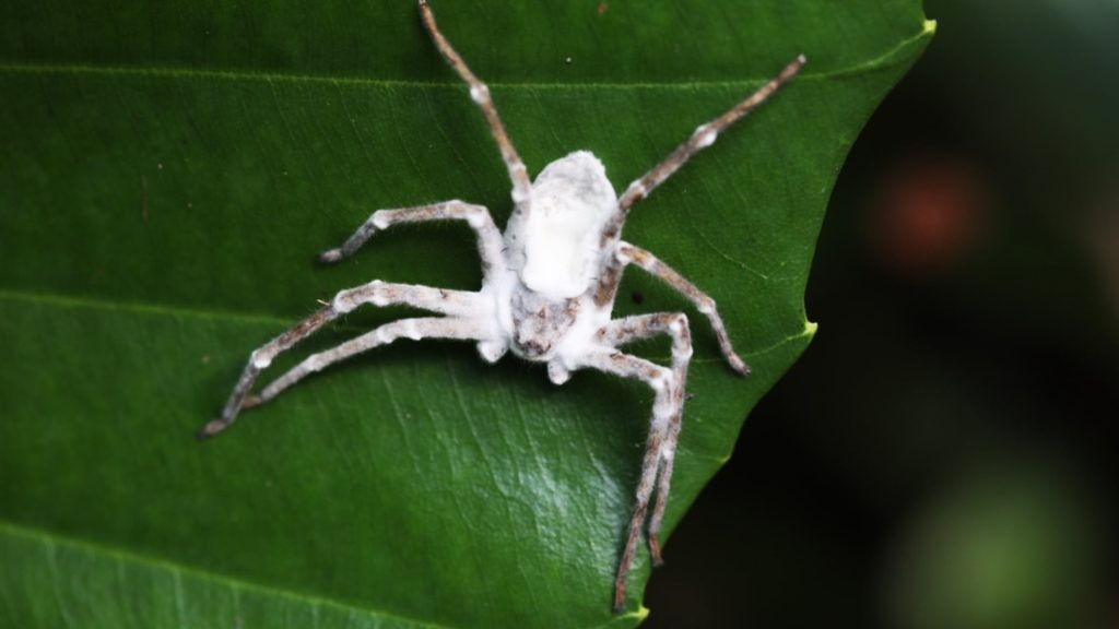 Science Behind Zombification: Ophiocordyceps Fungus and Zombie Ants Ophiocordyceps fungus growing from an infected ant, showing how the zombie-ant fungus manipulates its host's behavior