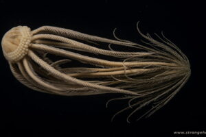 Top-down scientific view of an Antarctic Feather Star, showcasing its translucent bell and feathery filaments against a black background.