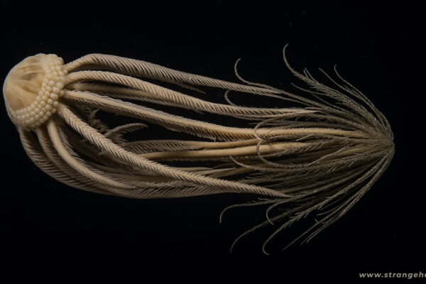 Top-down scientific view of an Antarctic Feather Star, showcasing its translucent bell and feathery filaments against a black background.