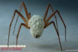 Close-up of zombie spiders infected by parasitic fungus, with light brownish-orange bodies and spiny legs covered in off-white spores, highlighting nature’s eerie mind control.