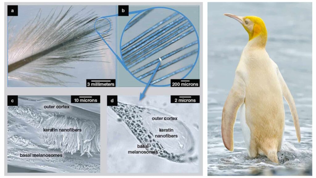 A split scientific image showing microscopic views of a penguin feather structure alongside a Golden Penguin standing on a rocky beach near the ocean.