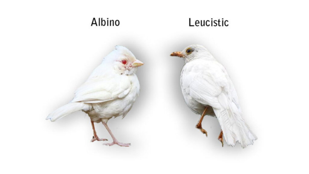 Comparison of two white birds against a white background showing differences between an Albino bird with red eyes and a Leucistic bird with pale eyes and orange beak.
